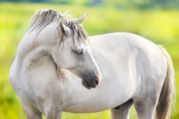 Portrait Cheval Blanc Avec Prairie Verte Arbres Derrière — Photo