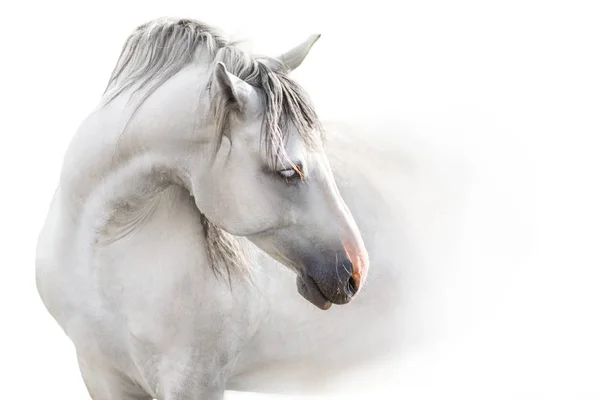 Cheval Andalou Gris Avec Longue Crinière Portrait Rapproché Sur Fond — Photo