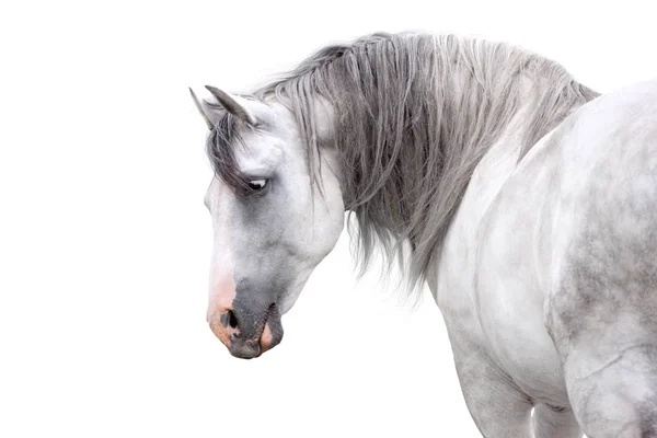 Cheval Andalou Gris Avec Longue Crinière Portrait Rapproché Sur Fond — Photo