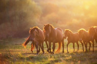 Sunlightwith toz yaz mera adlı çalıştırmak at sürüsü