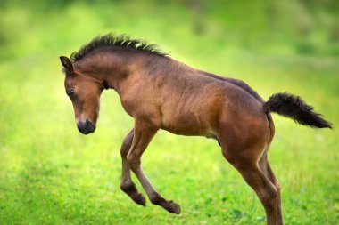 Bay colt bahar yeşil çayır üzerinde kapat