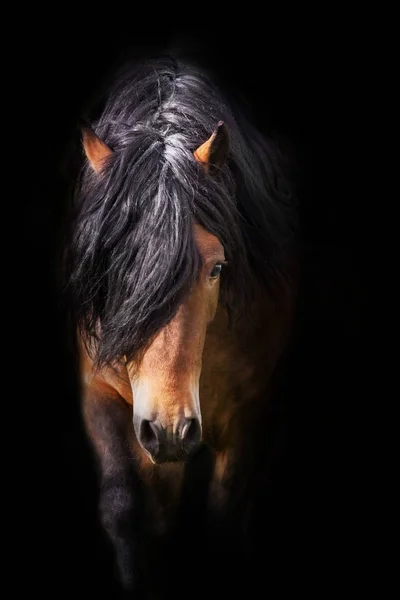 Paard Portret Geïsoleerd Zwarte Achtergrond — Stockfoto