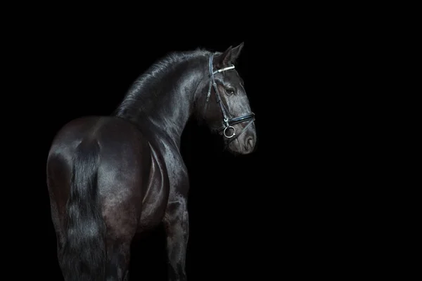 黒の背景に分離された馬の肖像画 — ストック写真