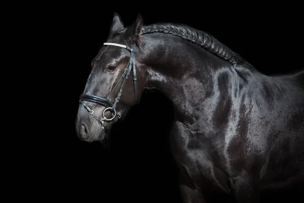 黒の背景に分離された馬の肖像画 — ストック写真