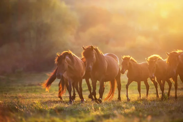 Horse Herd Run Sunlightwith Dust Summer Pasture — Stock Photo, Image