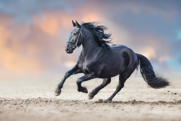 Hermoso Semental Frisón Correr Arena Contra Cielo Dramático —  Fotos de Stock