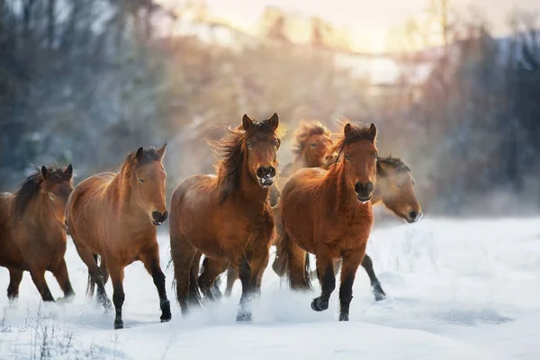 Лошадиное Стадо Движении Зимнему Снегу Закате — стоковое фото