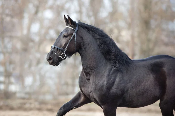 Black Frisian Stallion Close Portrait Bridle — Stock Photo, Image