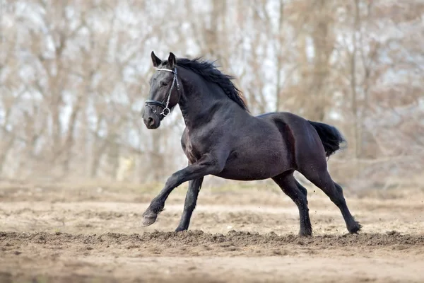 Frisian Stallion Run Autumn Lansdscape — Stock Photo, Image