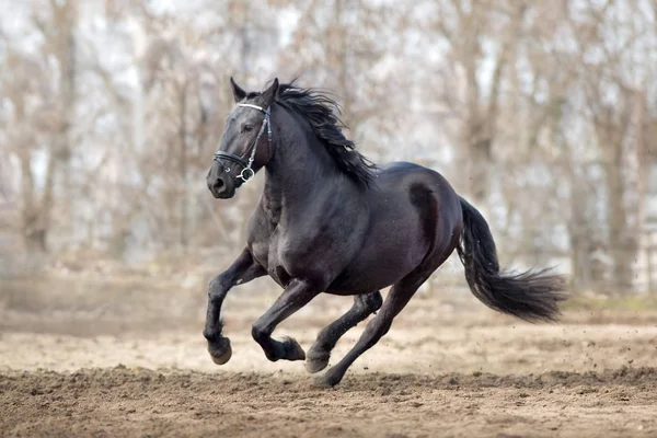 Frisian Stallion Run Autumn Lansdscape — Stock Photo, Image