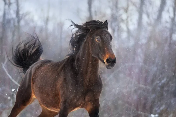 Bay Cavalo Executado Neve — Fotografia de Stock