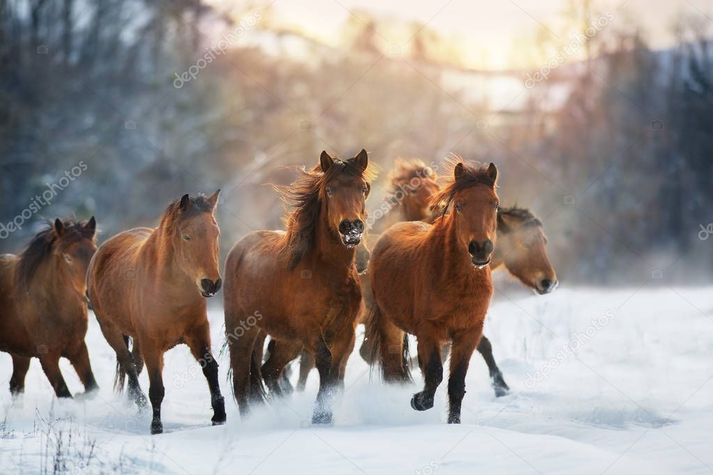 Horse herd in motion on winter snow landscape at sunset