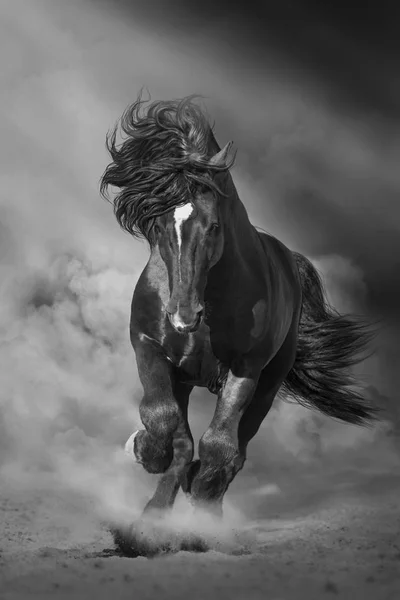 Black Stallion Run Desert Dust Dramatic Background Black White — Stock Photo, Image