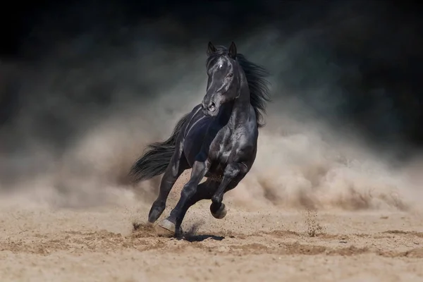 黑马在沙漠尘土横行在戏剧性的背景下 — 图库照片