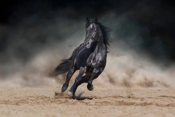 Svarta Hingsten Kör Desert Dust Mot Dramatiska Bakgrund — Stockfoto