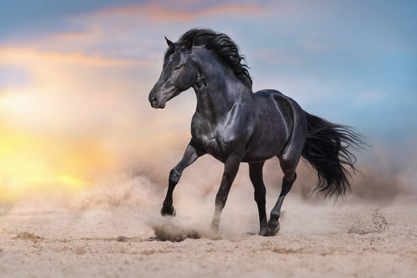 Black stallion run on desert dust against dramatic background