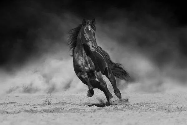 Black Stallion Run Desert Dust Dramatic Background Black White — 图库照片