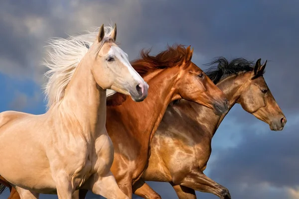 Drie Mooie Paard Portret Beweging Tegen Hemel — Stockfoto