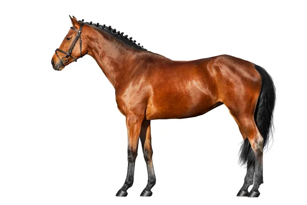 Bay Horse Külső Elszigetelt Fehér Background — Stock Fotó
