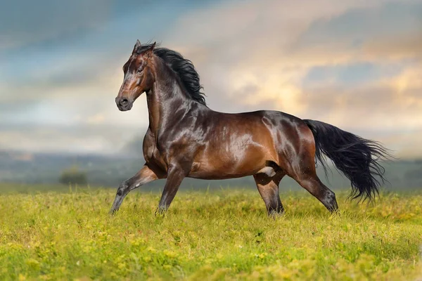 Bay Stallion Run Free Spring Meadow — Stock Photo, Image