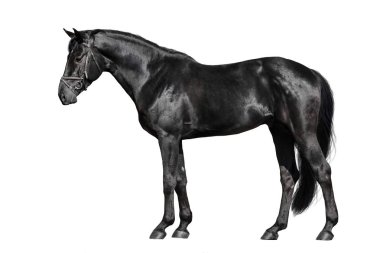 Beyaz arka plan üzerinde izole siyah at dış