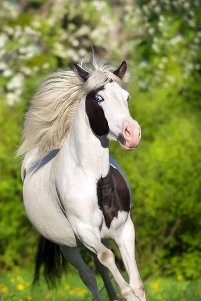 Mooi Pinto Paard Plezier Uitgevoerd Lente Bloesem Tuinlandschap — Stockfoto