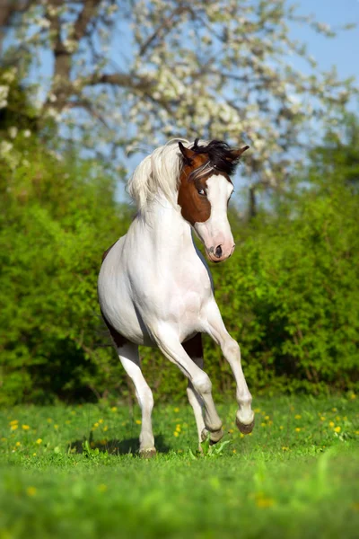 Красивий Пінто Кінь Біжить Весело Весняному Пейзажі — стокове фото