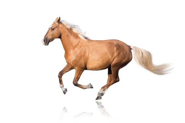 Лошадь Паломино Длинной Гривой Галопом Изолированной Белом — стоковое фото