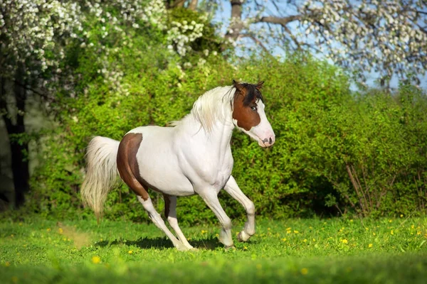 Belo Cavalo Pinto Executar Diversão Paisagem Primavera — Fotografia de Stock