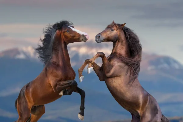 Two Horse Portrait Rearing Outdoor — Stock Photo, Image