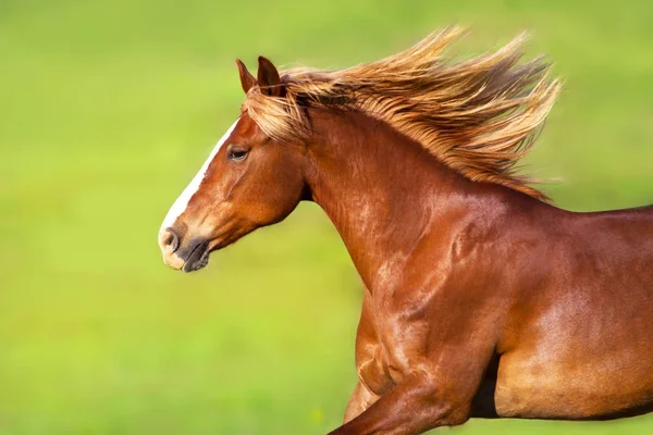 Cavalo Vermelho Com Crina Loira Longa Movimento Prado Primavera — Fotografia de Stock