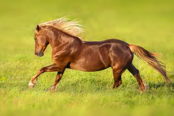 Cavalo Vermelho Com Crina Loira Longa Movimento Prado Primavera — Fotografia de Stock