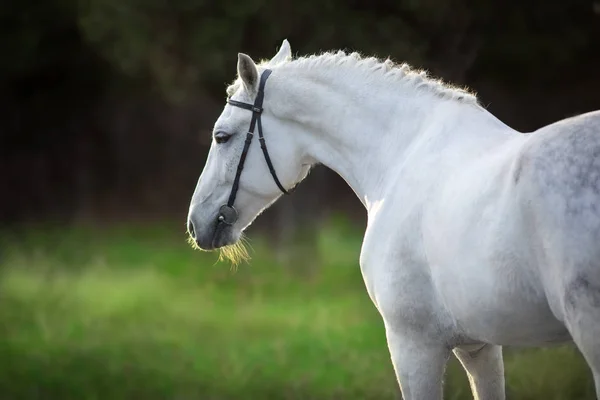 暗い背景に白い馬の肖像画 — ストック写真