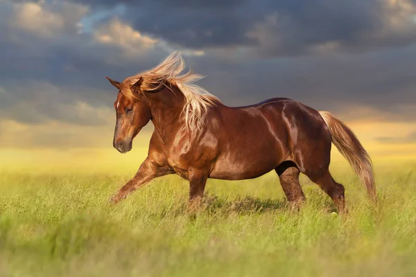 Cavalo Vermelho Com Crina Loira Longa Movimento Campo — Fotografia de Stock