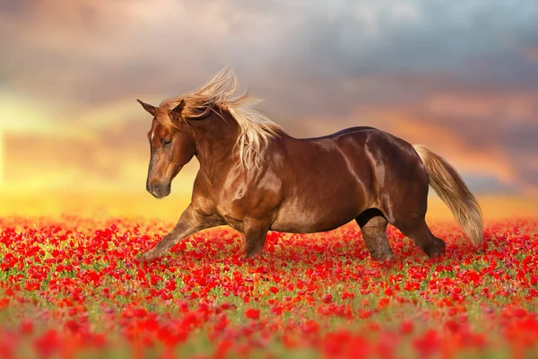 Рыжая Лошадь Длинной Гривой Скачет Галопом Красных Цветах Мака — стоковое фото