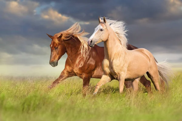Cavalo Vermelho Palomino Com Longa Crina Loira Movimento Campo — Fotografia de Stock
