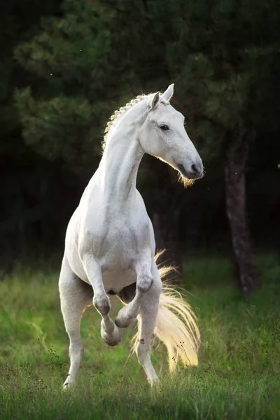 Caballo Blanco Criándose Luz Del Sol —  Fotos de Stock