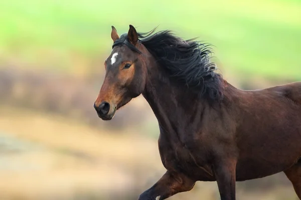 Koně Dlouhou Hřívou Zblízka Portrét Pohybu — Stock fotografie
