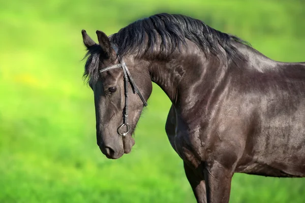 Caballo Con Melena Larga Cerca Retrato Movimiento — Foto de Stock