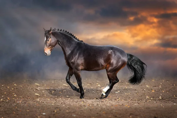 Bay Cavalo Executado Poeira Deserto — Fotografia de Stock