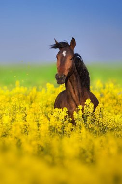 Tecavüz alanında uzun yele ile Bay at 