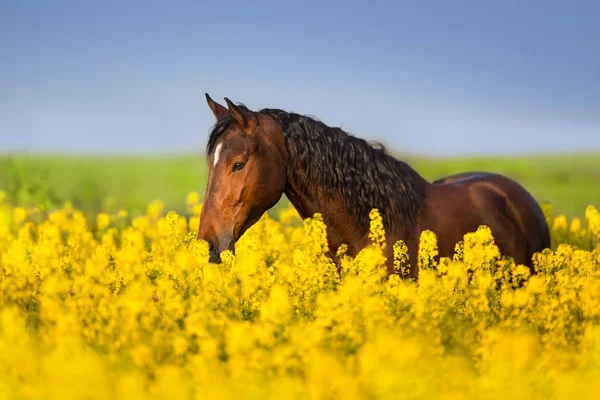 Cavalo Baía Com Crina Longa Campo Estupro — Fotografia de Stock