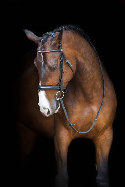 Portrait Cheval Bride Isolé Sur Fond Noir — Photo