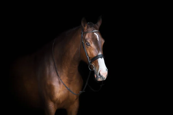 Retrato Caballo Brida Aislado Sobre Fondo Negro —  Fotos de Stock