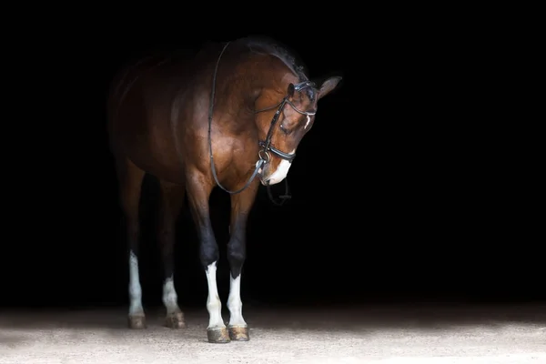 Retrato Cavalo Freio Isolado Sobre Fundo Preto — Fotografia de Stock