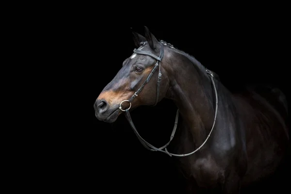Potret Kuda Dalam Kekang Terisolasi Pada Latar Belakang Hitam — Stok Foto