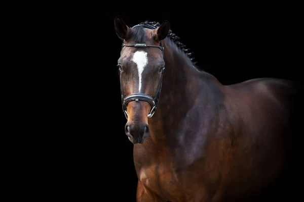 Retrato Caballo Brida Aislado Sobre Fondo Negro —  Fotos de Stock