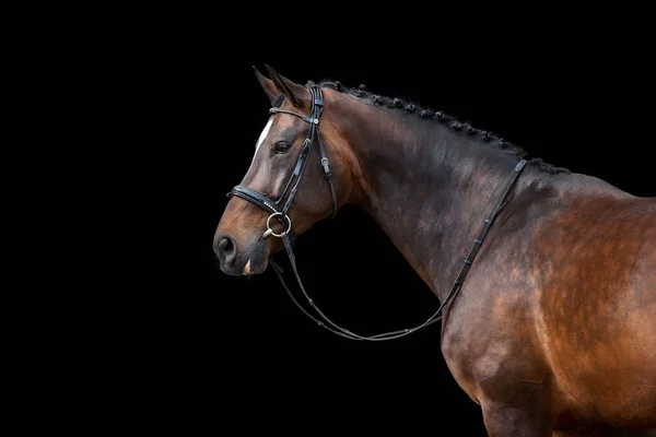 Retrato Caballo Brida Aislado Sobre Fondo Negro —  Fotos de Stock