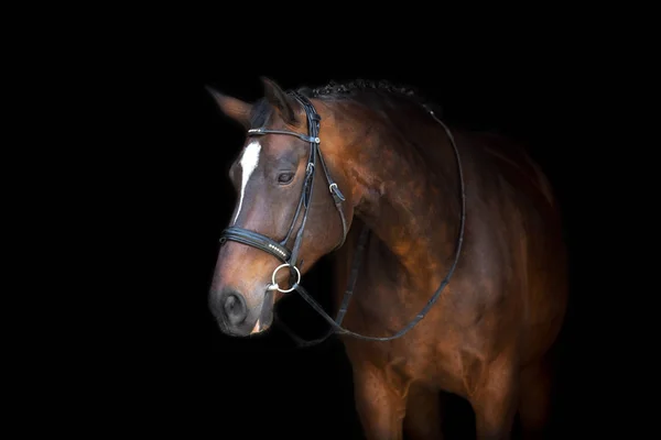 Retrato Cavalo Freio Isolado Sobre Fundo Preto — Fotografia de Stock