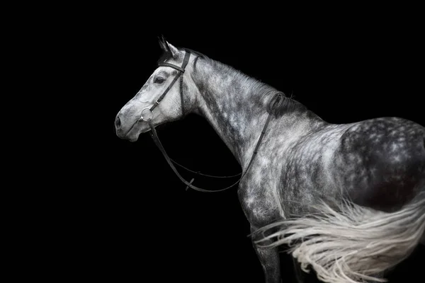 Cavallo Bianco Ritratto Briglia Isolato Sfondo Nero — Foto Stock